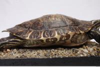 tortoise shell 0004